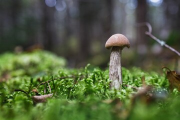 Closeup of Mushrooms in woodland