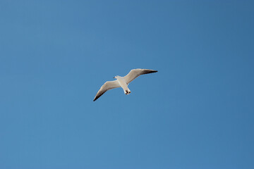 Fototapeta na wymiar Seagull gracefully flying against clear blue sky on a sunny day