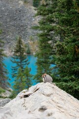 Vertical shot of a squirrel on a rock near the Agnes Lake
