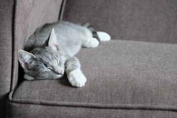 Cat sleeping on a sofa