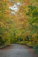 Obraz premium Vertical shot of a long road going through a beautiful colorful forest in Spring