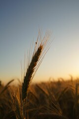 Vertical shot of a field of barley at sunset with a blurry background