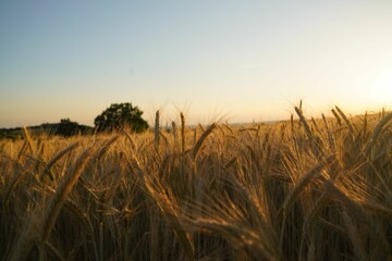 Horizontal shot of a field of barley at sunset with a blurry background