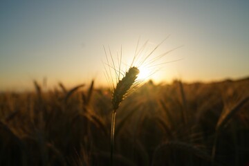 Horizontal shot of a field of barley at sunset with a blurry background
