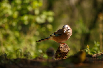 eurasian jay on the branch