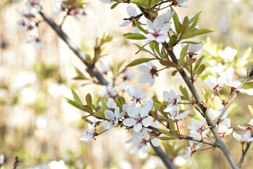 Plum blossoms, white fragrant flowers, blooming flowering tree in spring garden, warm sunny day,...