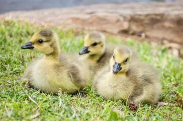 Closeup shot of three adorable Canadian goslings sitting on the grass
