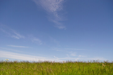 green field and sky