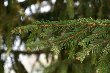 Fir tree with cones, conifer tree branches, early spring nature, fir needles, evergreen tree, spruce, coniferous forest, sunlight.