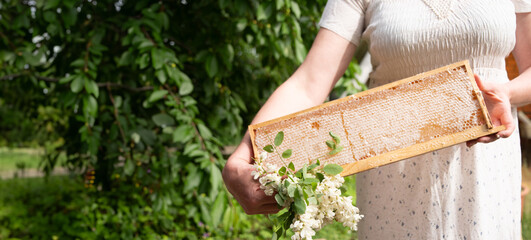 young woman holds a frame with honeycombs full of fresh acacia honey, a new harvest of a sweet bee...