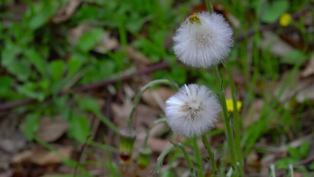 Coltsfoot in natural ambient, fruits with pappuses (Tussilago farfara) - (4K)