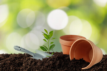 Planting seedlings from pots in soil in garden. Gardening concept.