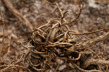 intreccio di rami e radici