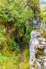 Vertical shot of green vegetation and mossy rocks