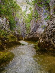 Naklejka na ściany i meble Vertical shot of a forest stream among mossy rocks