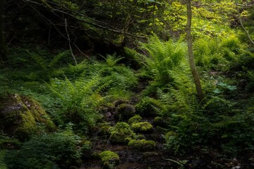 Scenic view of fern plants in a forested area