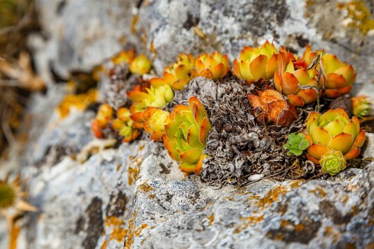 Closeup shot of the Houseleek (Sempervivum) plants grown on the rock on blurred background