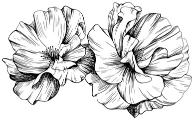 Rose flower isolated on white hand drawn vintage illustration.