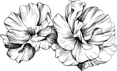 Rose flower isolated on white hand drawn vintage illustration.