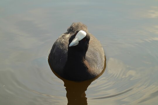 Closeup shot of a coot bird swimming in a lake during daytime