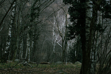 albero bianco lontano nel bosco