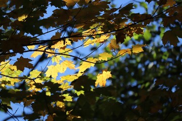 Selective shot of autumn yellow leaves of maple trees under the sunshine