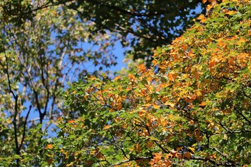 Selective shot of maple autumn leaves in yellow and green under the sunshine