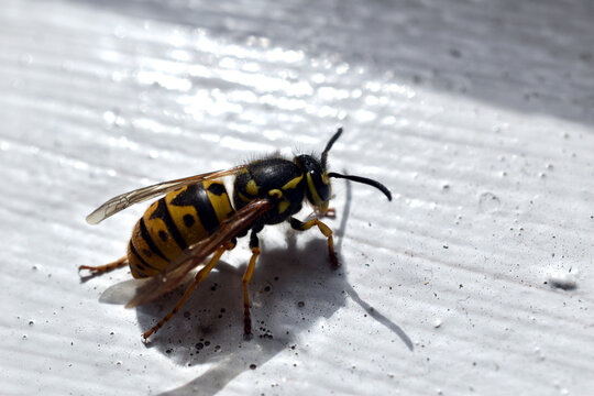 Early spring. A queen wasp crawls along an old painted window sill.