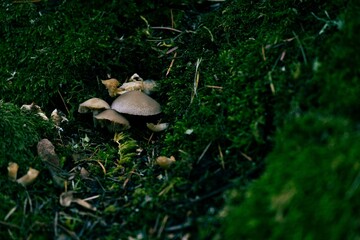 Closeup shot of the Candolleomyces candolleanus
