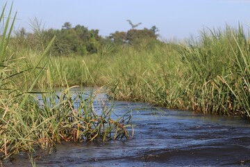 Small river in the middle of a meadow