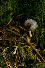 Vertical shot of the Coprinopsis lagopus