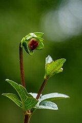 Vertical shot of a cocoon of a flower against green background