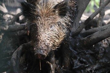 Closeup of a dirty boar (Sus scrofa) near the tree