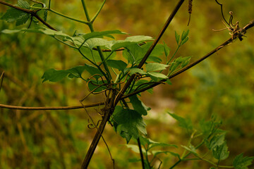 intreccio di foglie verdi