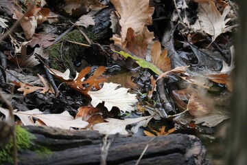 Closeup of dry brown leaves against the tree roots