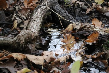 Closeup of dry brown leaves against the tree roots