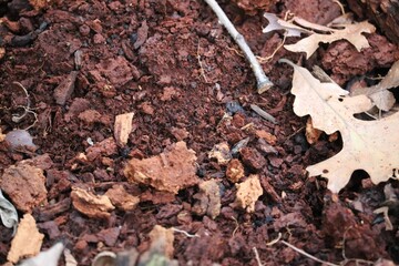 Closeup brown autumn leaves on the soil