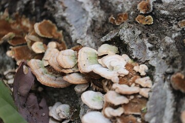 Closeup of a tree bark overgrown with Trametes versicolor