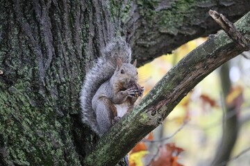 Closeup of an eastern gray squirrel holding a walnut in its paws