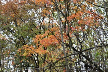 Scenic shot of a fall garden with colorful-leafed trees