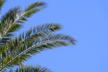 Fototapeta na wymiar Detail of palm tree leaves against blue sky