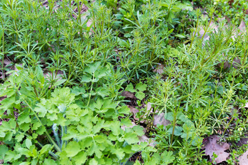 Young Galium spurium plants and greater celandine in spring forest