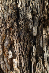 Close up detail of tree bark
