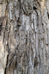 Close up detail of tree bark
