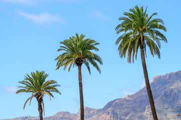 Palm trees against rocky mountains and blue sky