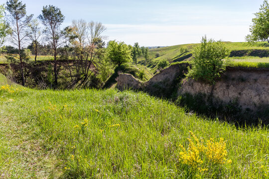 Different trees single growing on deep ravine slopes in springtime