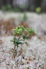 lingonberry on white moss in the forest
