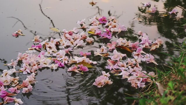Tabebuia rosea flower on water surface