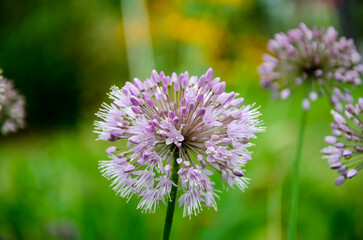 Close up of Allium giganteum, Allium giganteum