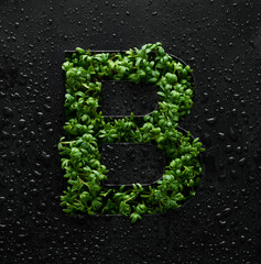 Capital letter is created from young green arugula sprouts on a black background covered with water...